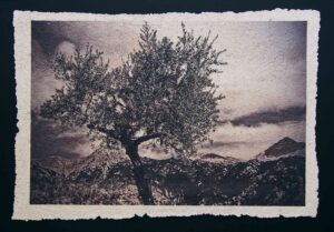 2. Ελιά ΙΙ, ψηφιακή εκτύπωση σε χειροποίητο φύλλο χαρτιού, 76 X 100cm (1)