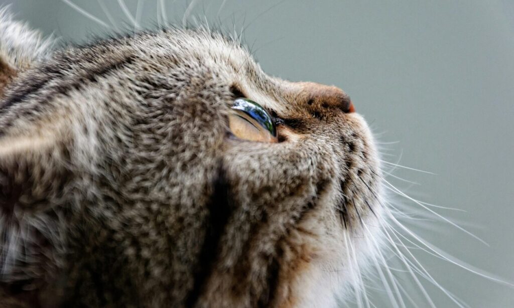 Gata (1)