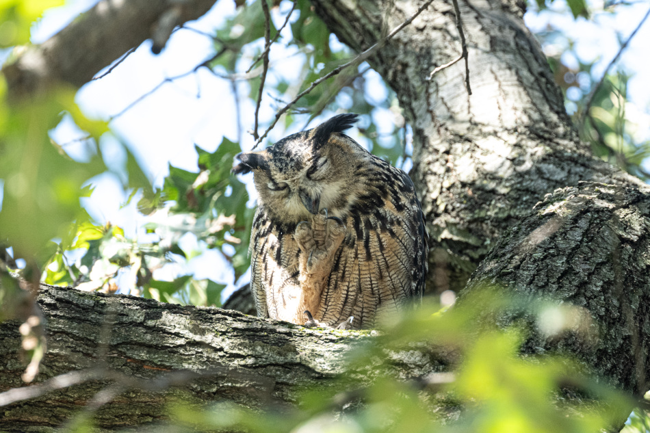 Flaco, The Eurasian Eagle Owl