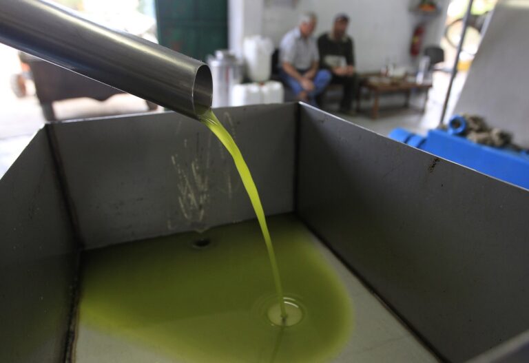 Greece Olive Harvest