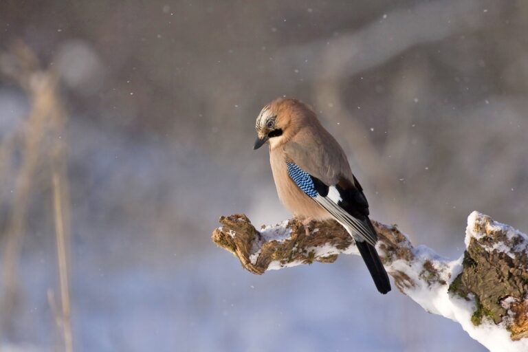 Bird Snow 768x512