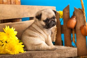 Pug Skylos 03 300x200