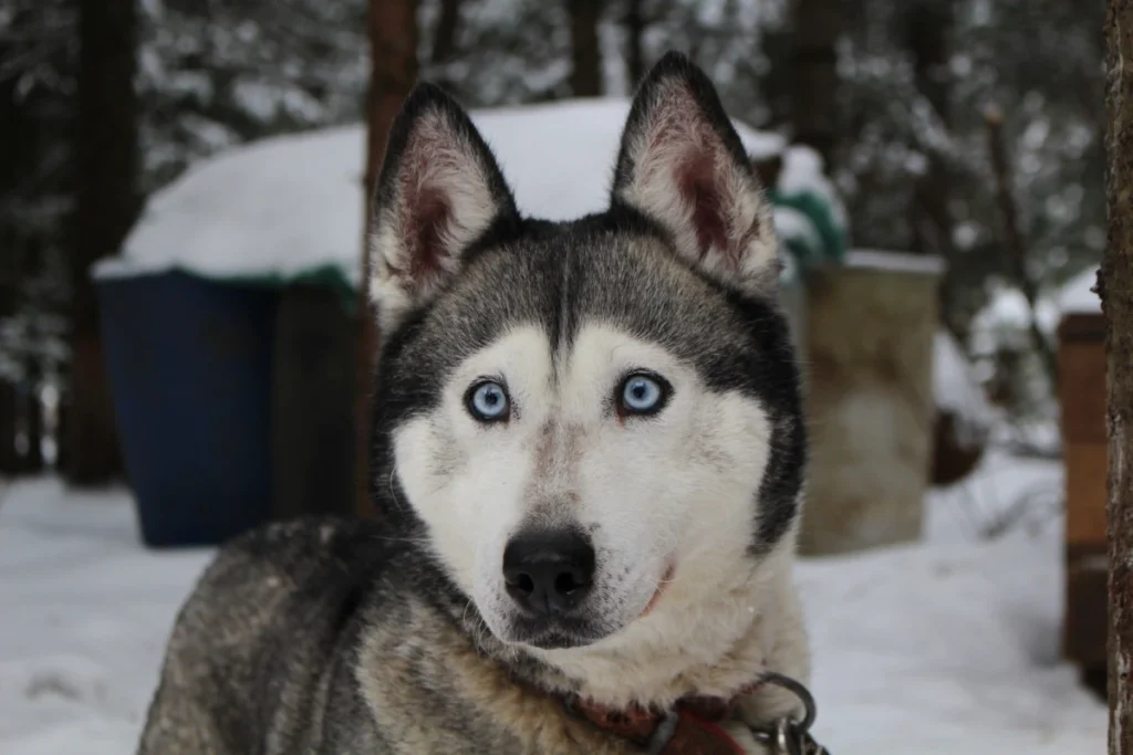Snow Dog Animal Mammal Husky Eye 127138 Pxhere.com