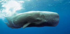29192215 Sperm Whale