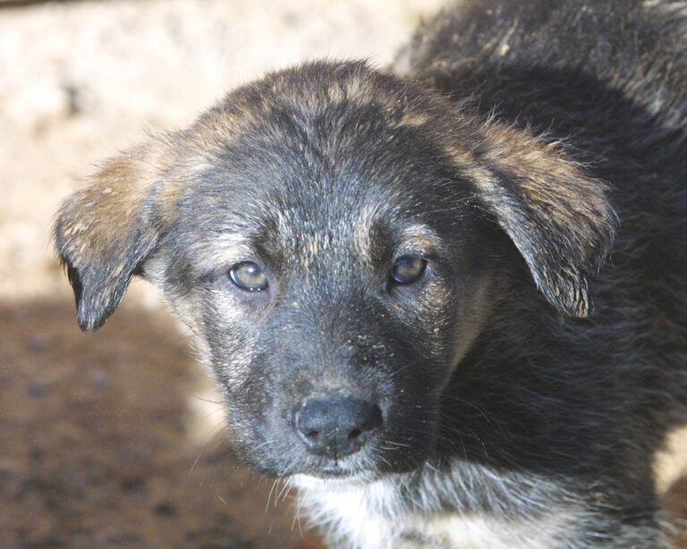 ÅÃÊÁÉÍÉÁ ÄÉÁÄÇÌÏÔÉÊÏÕ ÊÕÍÏÊÏÌÅÉÏÕ ÓÔÏ Ó×ÉÓÔÏ